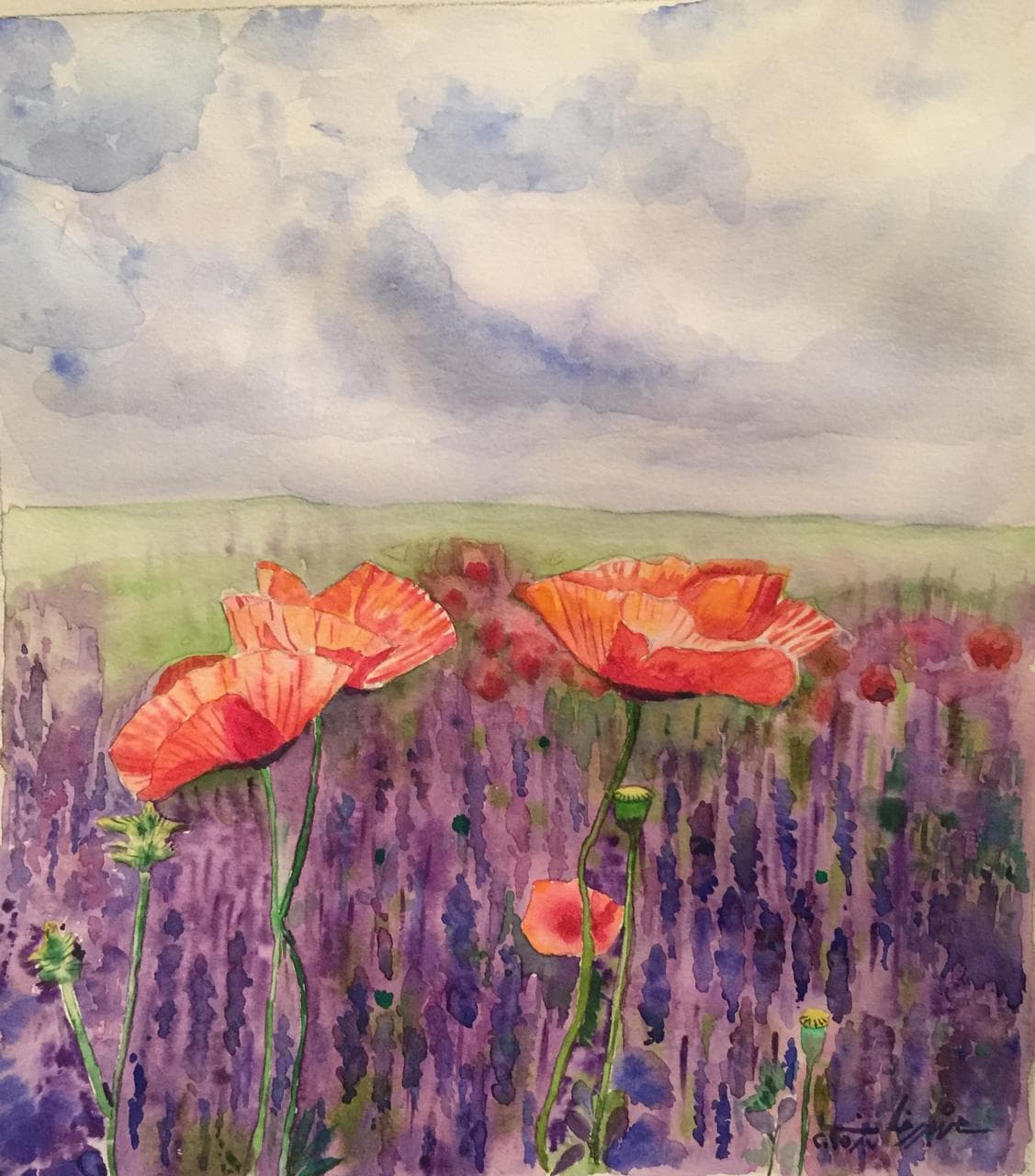 Poppies Among the Lavender