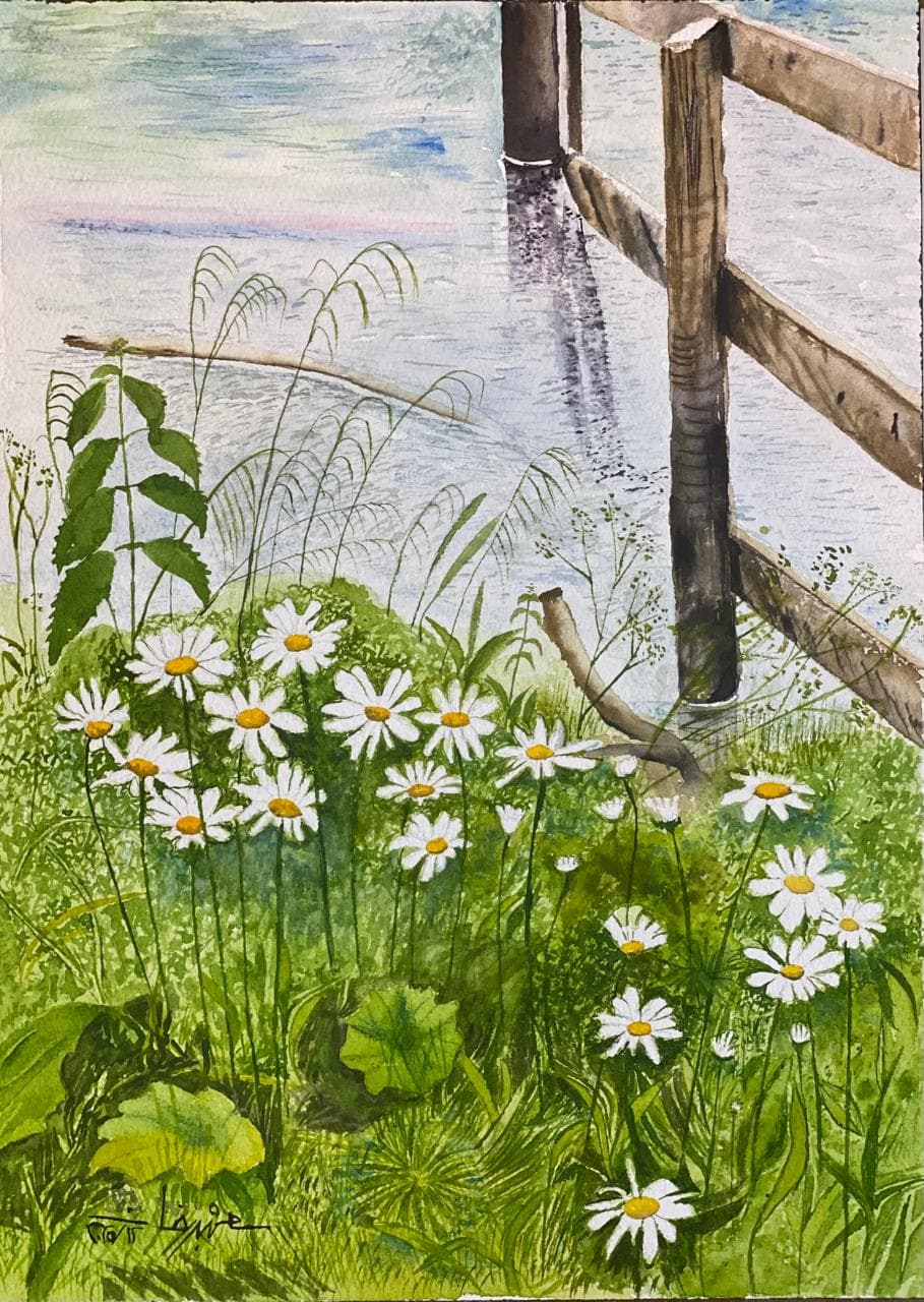 Daisies by the Water