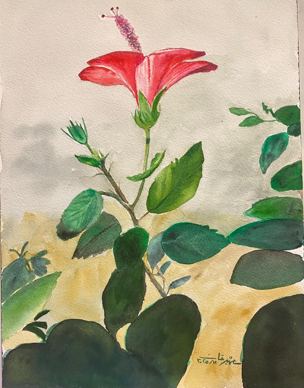 The Lone Hibiscus