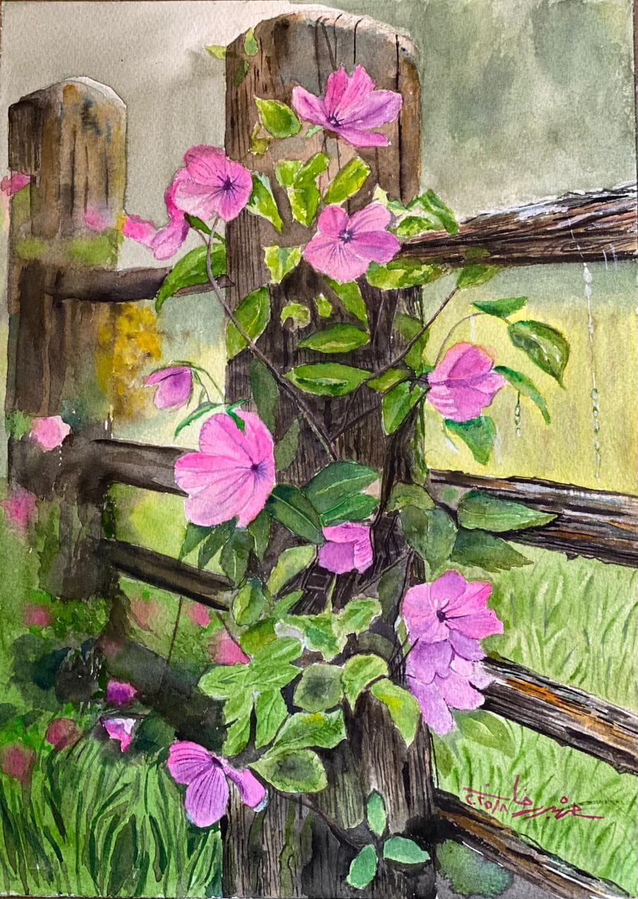 Clematis on the Fence