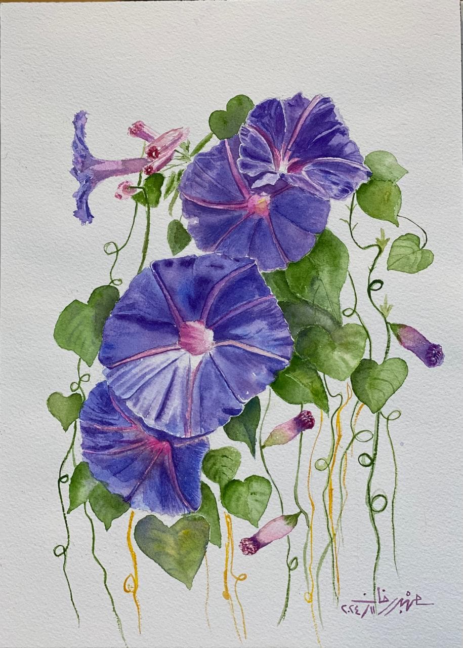Morning Glories