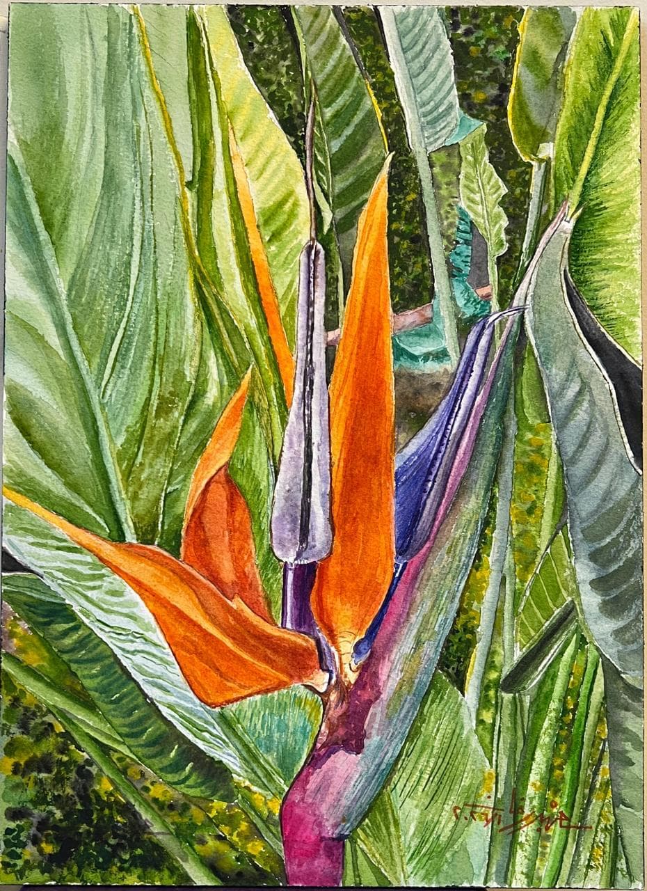Bird of Paradise