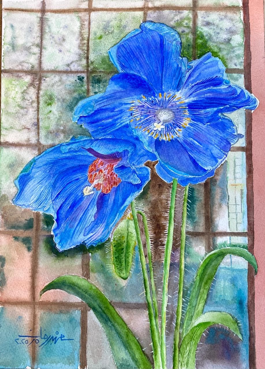 Blue Poppies